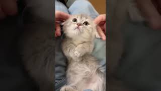 Too cute to handle 🐾 Watch this playful kitten in action 😻 [upl. by Katheryn]