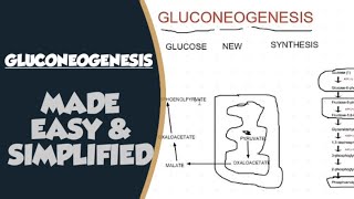 Gluconeogenesis Biochemistry [upl. by Schnabel]