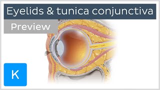 Eyelids and tunica conjunctiva preview  Human Anatomy  Kenhub [upl. by Sethi]