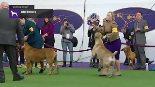 Boerboel  Breed Judging 2019 [upl. by Perreault]