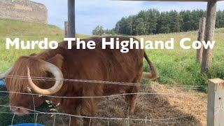 Murdo The Highland Cow [upl. by Siloum407]