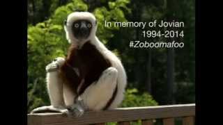 A Lemur Legend  Jovian aka Zoboomafoo passes away at Duke Lemur Center [upl. by Hairahcaz437]