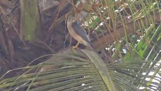 Diwali greetings from majestic royal SHIKRA Tachyspiza badia or Accipiter badius in Mapusa [upl. by Nitsed]