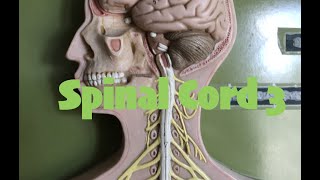 Spinal Cord CrossSection  Anatomy Reflex Arc and AscendingDescending Tracts [upl. by Aleafar]