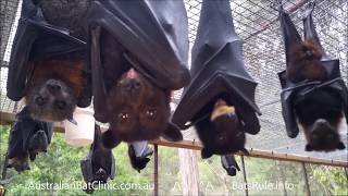 Australian rescued Bats  Rehab  Bat Megabat Flyingfox Fruit bat in care 💕🦇 [upl. by Finbar]