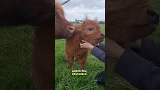 These mini cows are the size of a regular farm dog [upl. by Einattirb]