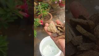 sbse best fertilizer plants ke liyeyoutubeshorts sarso khaligardening care [upl. by Atin657]