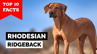 Rhodesian Ridgeback  Top 10 Facts [upl. by Goody]