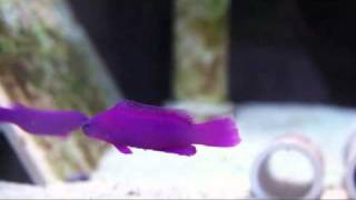 Pseudochromis fridmani  Orchid Dottyback [upl. by Lantz817]