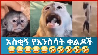 🛑 አስቂኝ የእንስሳት ቀልዶች funny Ethiopia animals videos 😂😂😂😂😂😂😂😂😂😂😂😂😂😂 habesha [upl. by Tartaglia172]