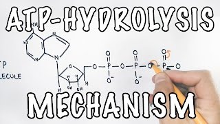 Mechanism of ATP Hydrolysis [upl. by Imogene]