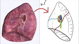 Appareil Respiratoire  Hile pulmonaire [upl. by Yokum]