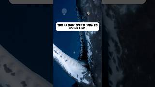 This is how Sperm whales sound like shorts whales [upl. by Ettenyl]