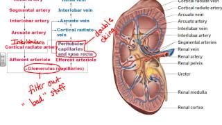 AampPII Chapter 25 Urinary System part 1 [upl. by Eycats980]