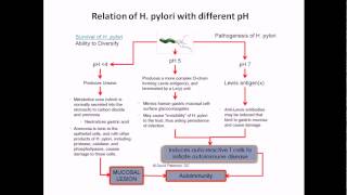 Influence of pH on Helicobacter pylori life cycle [upl. by Brecher]