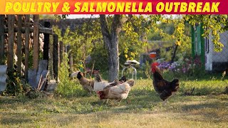 Backyard Poultry amp Salmonella Outbreak [upl. by Yetac]