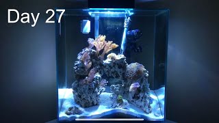 Fluval Edge 12 Gallon Reef Tank 1 Month nanoreef [upl. by Rhyner]