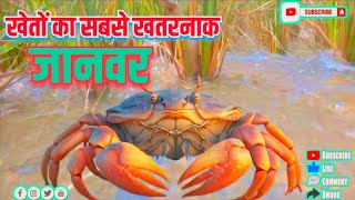 Kheton ka most Dengerous Animal😱TheBR07Adventure Explore our Youtube Channel subscribe [upl. by Norbie]