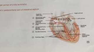 HDF is live Conduction system of heart [upl. by Brett]