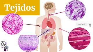 Tejidos Básicos del Cuerpo Humano  Tipos y Clasificación  Histología [upl. by Hsima]