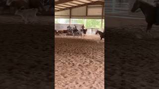 Training horses on cows horsetraining horseranch cowgirl cowhorse ranch [upl. by Bern823]