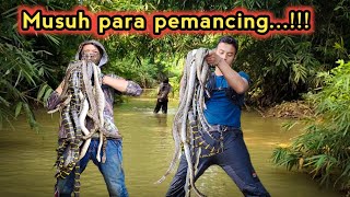 KANTONG SAMPAI PENUH  SATU POHON PULUHAN ULAR [upl. by Clement]