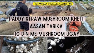 Paddy straw mushroom Ki kheti kese kare  volvariella volvacea Cultivation complete guide [upl. by Gunas]