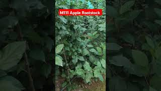 healthy and green M111 apple rootstock plants 9816757642 9817894810applefarm fruit farming [upl. by Cavit]