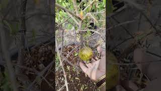 First pomegranate in my garden organic shorts fruits [upl. by Field343]