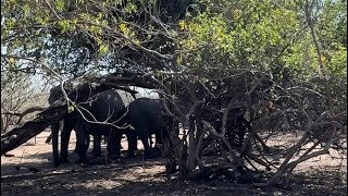 Elephants in Chobe National Park  Botswana [upl. by Lopes]