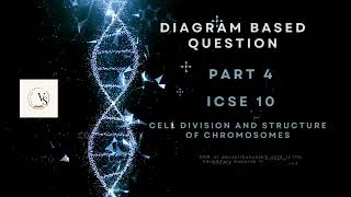 ICSE Class 10 Biology  Chromosome and Cell Division Explained  DiagramBased Question Part 4 [upl. by Niel]