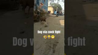 dog vs cock 🤣😂shortsviral trendingshorts ytshorts [upl. by Latrice399]