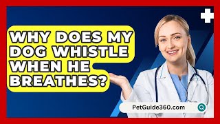 Why Does My Dog Whistle When He Breathes  PetGuide360com [upl. by Jablon400]