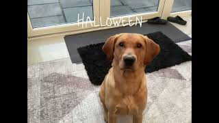 Happy Halloween cute Labrador redfox halloween mydog [upl. by Avalsorim273]