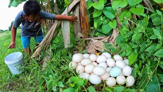 Amazing  Harvest duck egg a lot under banana tree at field near the road by lucky hand [upl. by Winton830]