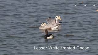 White fronted Geese [upl. by Petra]