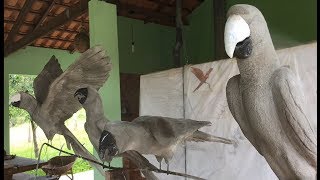 DIY  Escultura em concreto de arara  Macaw Cement statue [upl. by Irrej35]