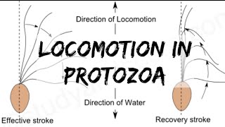 Biology  Phylum Protozoa  Locomotion in Protozoa [upl. by Starla]