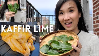 Kaffir Lime Tree  How to Grow in Container  Roasted Chicken recipe [upl. by Rockie659]