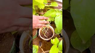 Homemade Organic fertilizer for plants from Kitchen waste ☘️😱 shorts organicfertilizer plants [upl. by Saber]