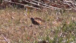 【東京の野鳥】ホオジロ Meadow Bunting [upl. by Saile]