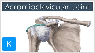 Acromioclavicular Joint  Location amp Function  Human Anatomy  Kenhub [upl. by Koch243]