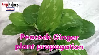 How to grow Kaempferia LaoticaPeacock Ginger plant propagation [upl. by Egidio]