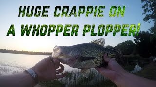 Huge crappie on a Whopper Plopper  AggieBass [upl. by Ledoux]