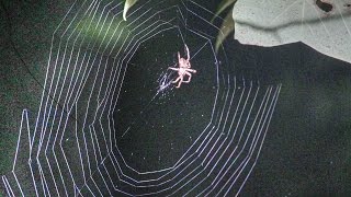 Orb Weaver Spider Spinning A Web [upl. by Ettenav]