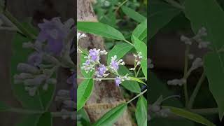 Vitex negundo । fiveleaved chaste tree  shorts fact factshorts [upl. by Robert]