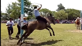 Jineteadas de Caballos 🤠🐴 Gustavo Jacobo horses rodeo pbr animals jineteadas caballos ginete [upl. by Annahgiel]