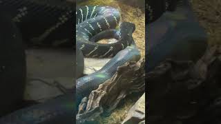 OHHHH MY PYTHON Boelen’s Python sandiego sandiegozoo zoo omg python fun snake california [upl. by Ednalrym]