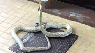 King Cobra  Great Specimen  Ophiophagus hannah in Thailand [upl. by Leuneb]