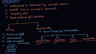 What is Vertebrates  Class 9 Biology Diversity in Living Organisms [upl. by Ayahs419]